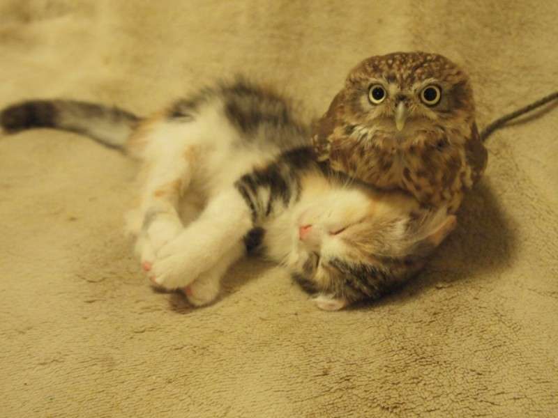 仲良し異種動物の画像を貼るトピ