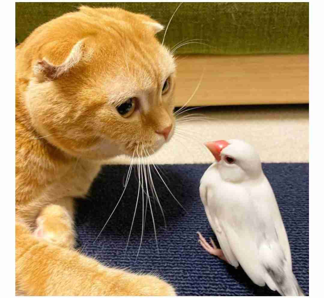 仲良し異種動物の画像を貼るトピ