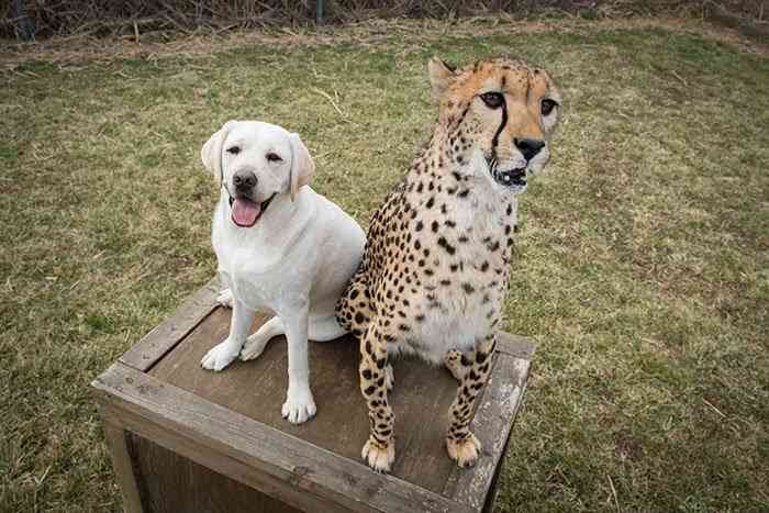 仲良し異種動物の画像を貼るトピ
