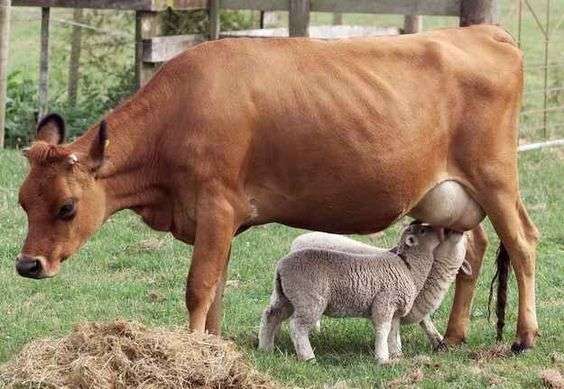 仲良し異種動物の画像を貼るトピ