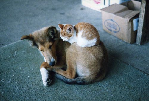 仲良し異種動物の画像を貼るトピ