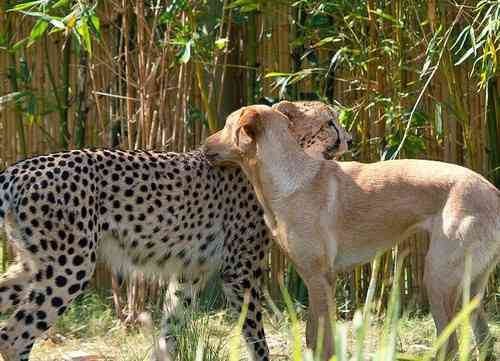 仲良し異種動物の画像を貼るトピ