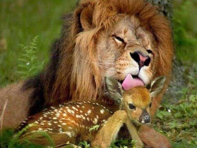 仲良し異種動物の画像を貼るトピ