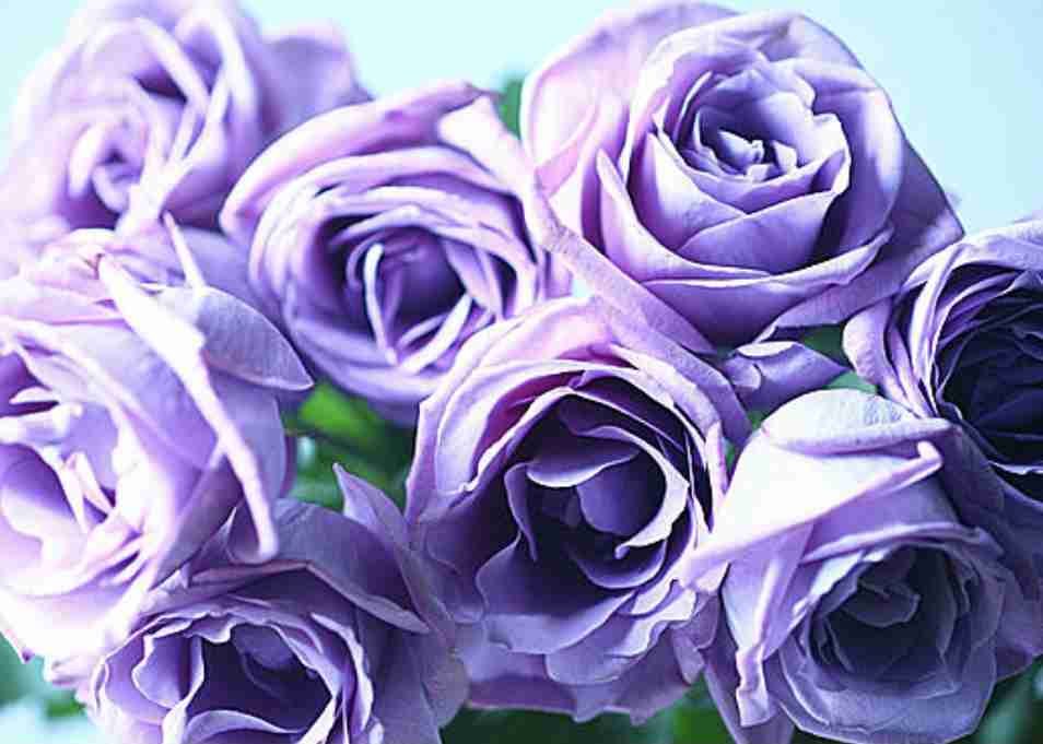 矢沢心、夫・魔裟斗から40本の青い薔薇 出会って21年目・結婚15年目「いつもありがとう」