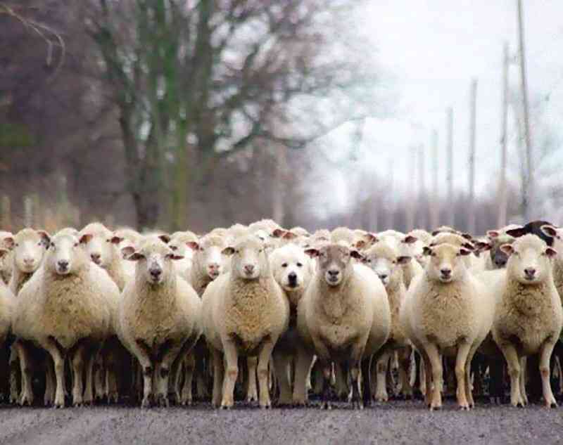 スポ少ママでぼっちの人