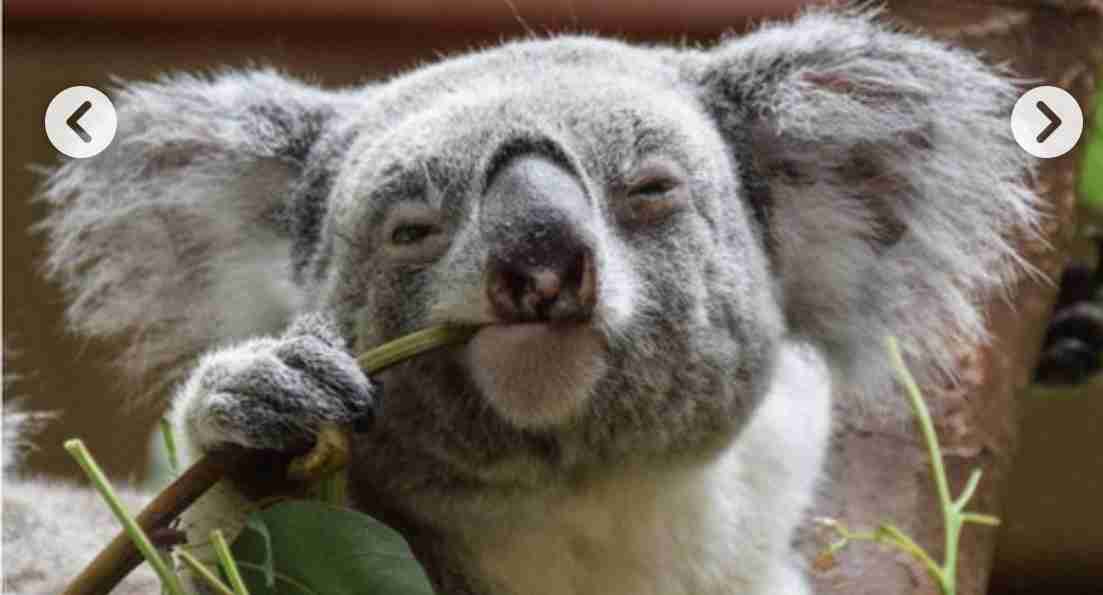 【実況・感想】Premium Music 2021　みんなが愛した名曲豪華秘蔵映像＆生歌唱