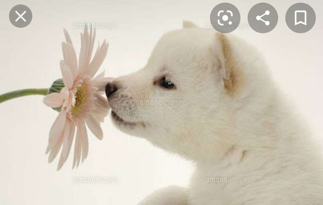 【画像】花と男性有名人