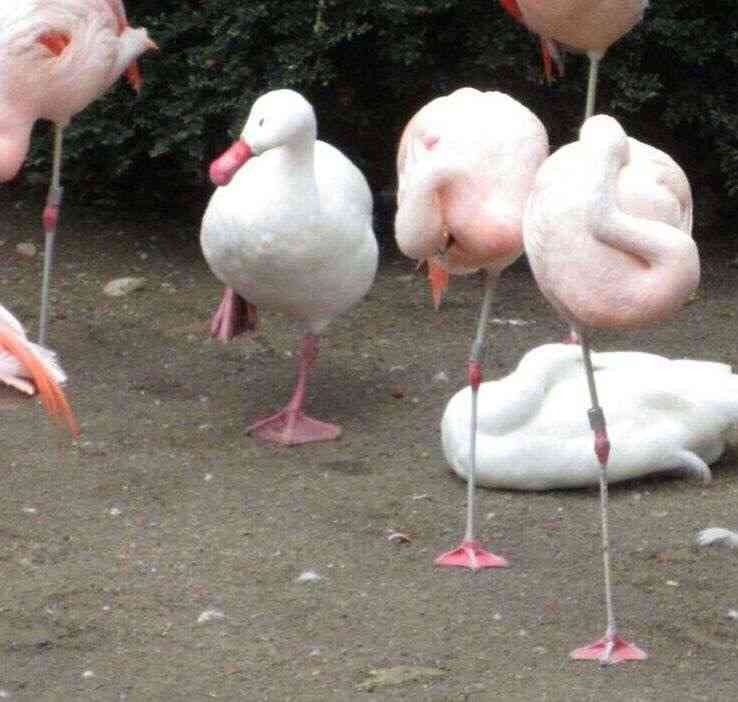 ちょっと感動してしまう画像やGIFで心を綺麗にするトピpart2