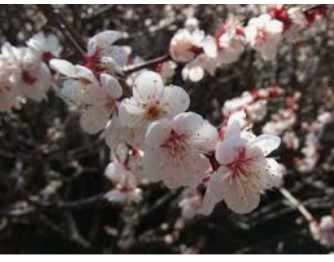 桜味が苦手！