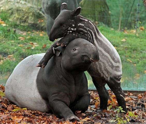 動物親子の画像を貼るトピ