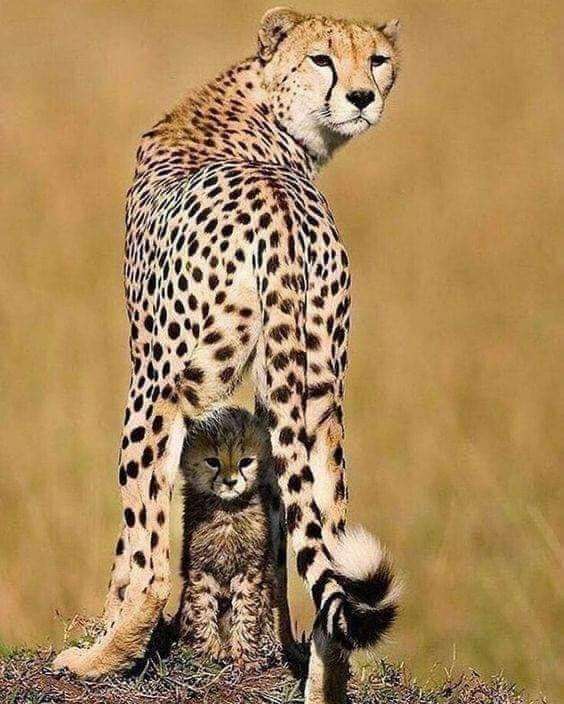 動物親子の画像を貼るトピ