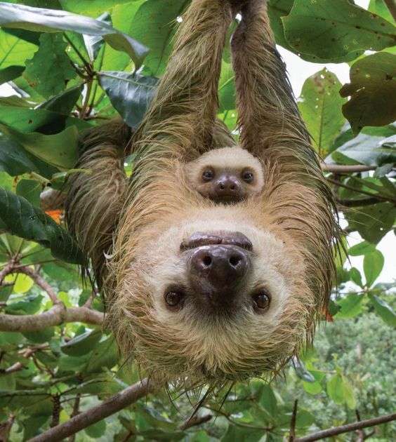動物親子の画像を貼るトピ
