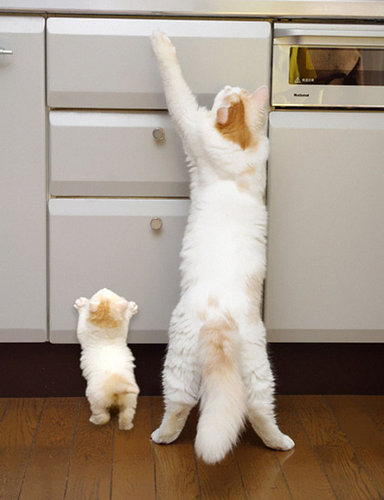 動物親子の画像を貼るトピ