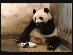 動物親子の画像を貼るトピ