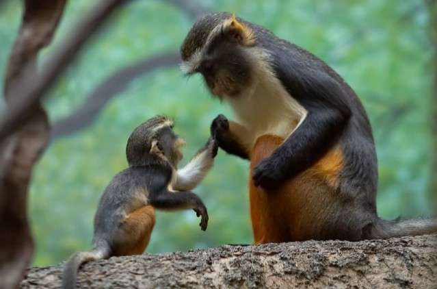 動物親子の画像を貼るトピ