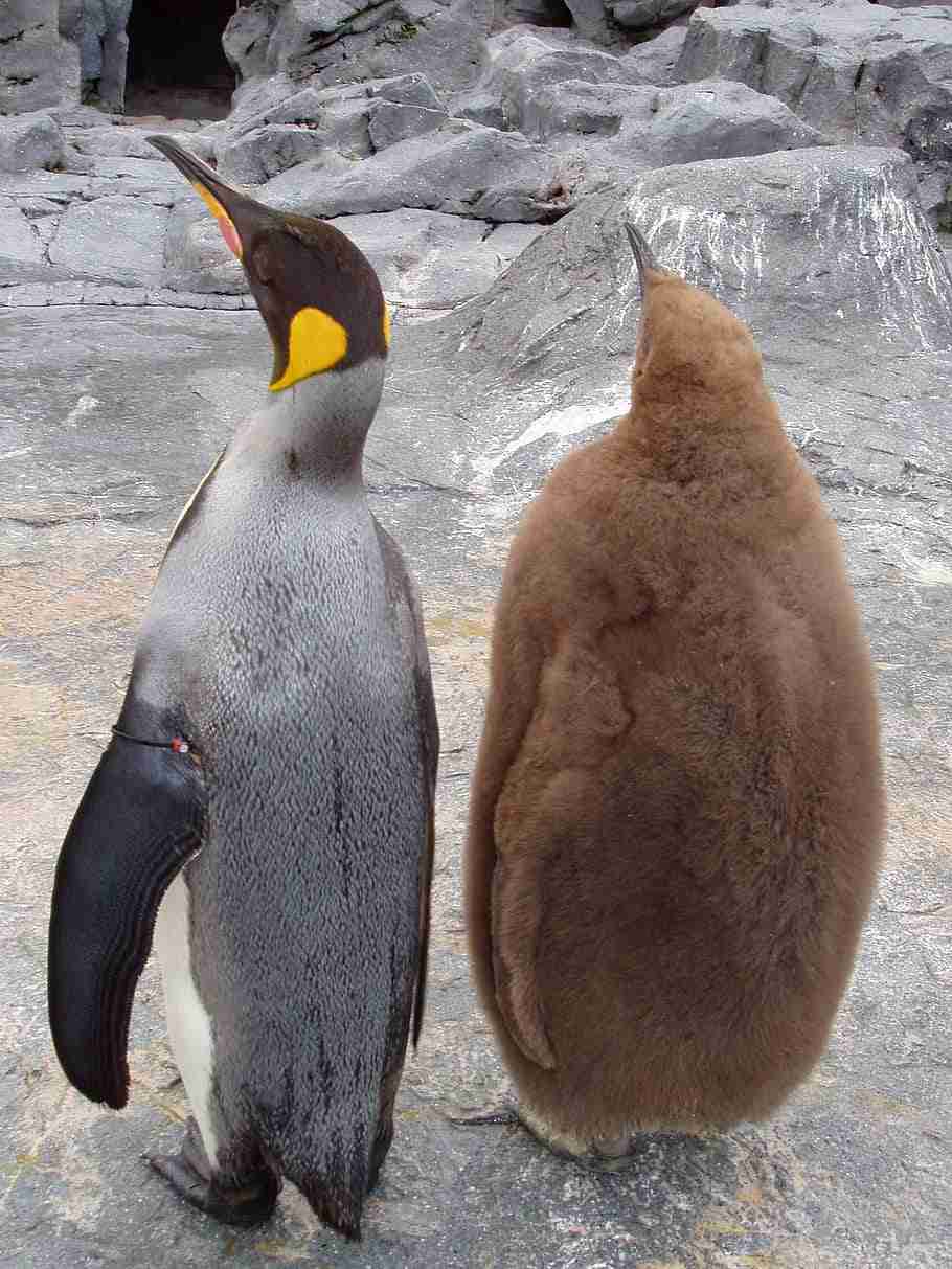 動物親子の画像を貼るトピ