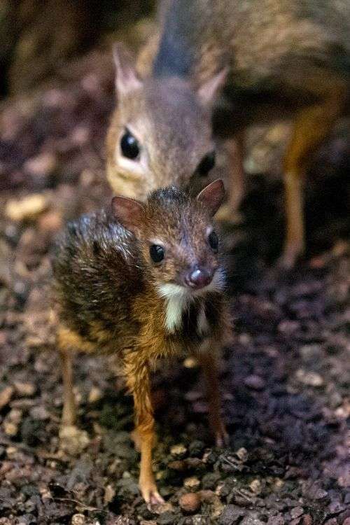 動物親子の画像を貼るトピ