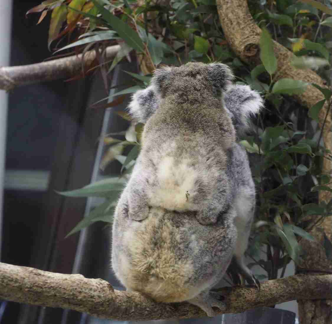動物親子の画像を貼るトピ