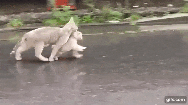 動物親子の画像を貼るトピ