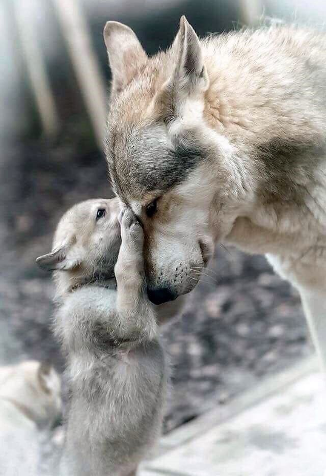 動物親子の画像を貼るトピ