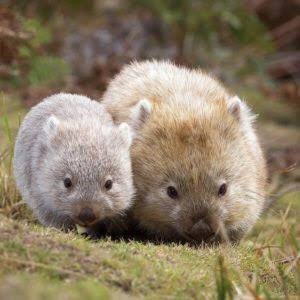 動物親子の画像を貼るトピ