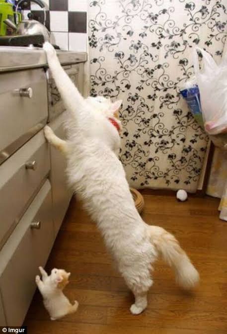 動物親子の画像を貼るトピ