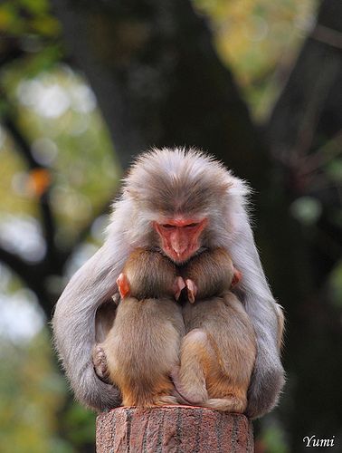 動物親子の画像を貼るトピ