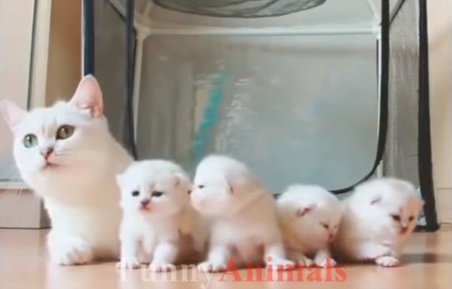 動物親子の画像を貼るトピ