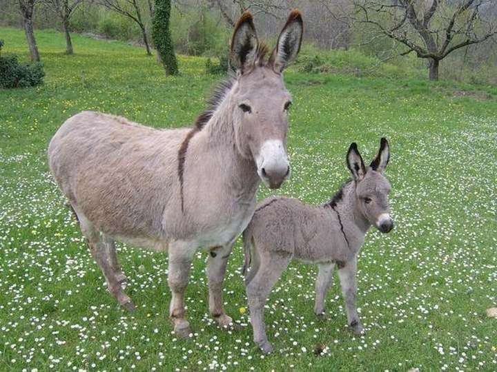 動物親子の画像を貼るトピ