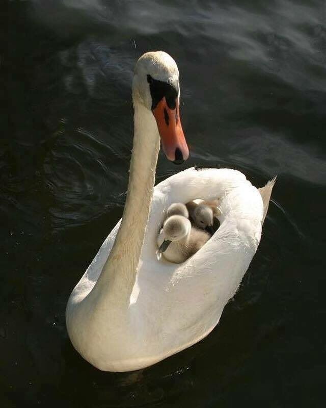 動物親子の画像を貼るトピ