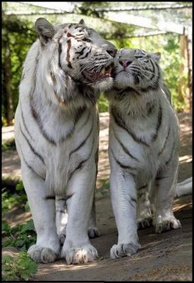 動物親子の画像を貼るトピ