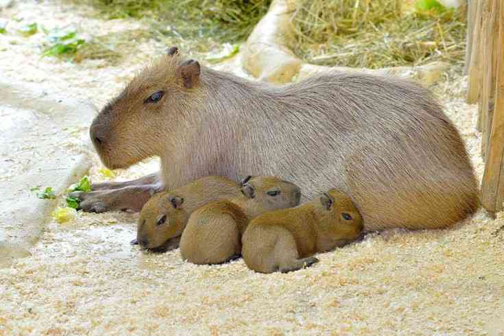 動物親子の画像を貼るトピ