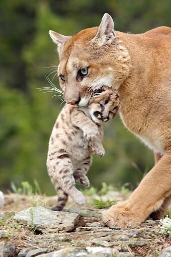 動物親子の画像を貼るトピ