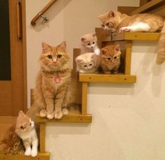 動物親子の画像を貼るトピ