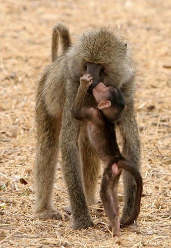 動物親子の画像を貼るトピ