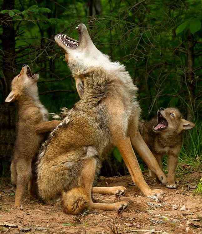 動物親子の画像を貼るトピ