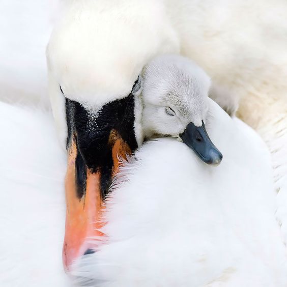 動物親子の画像を貼るトピ