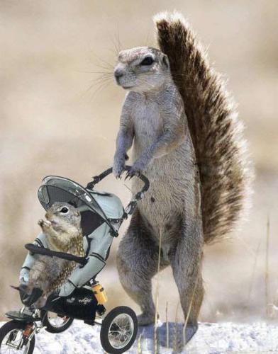 動物親子の画像を貼るトピ