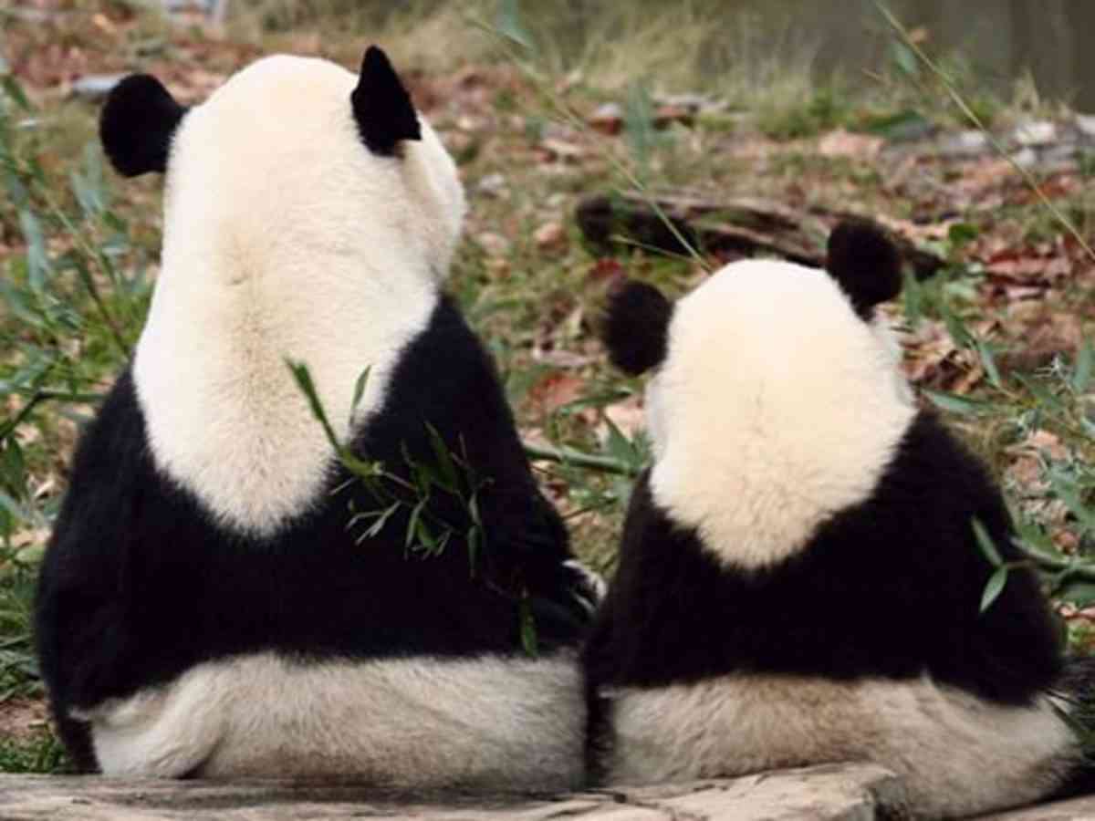 動物親子の画像を貼るトピ