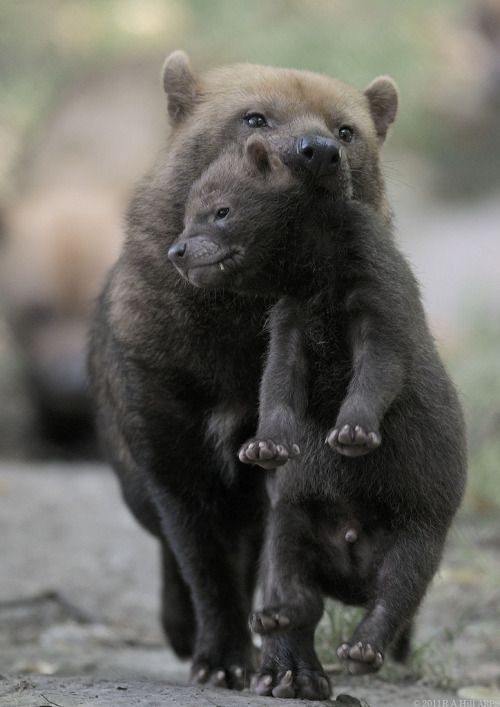 動物親子の画像を貼るトピ
