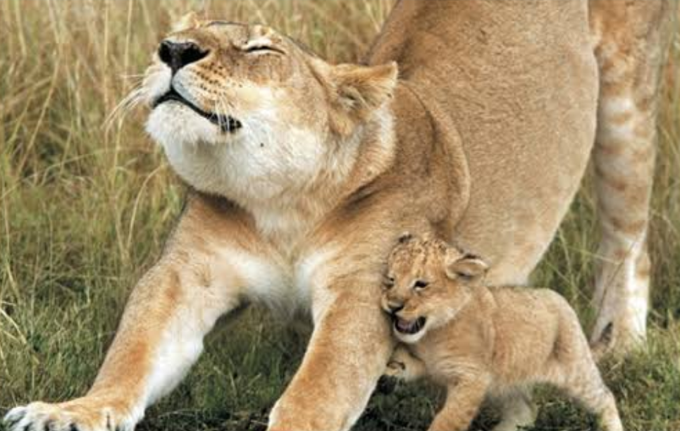 動物親子の画像を貼るトピ