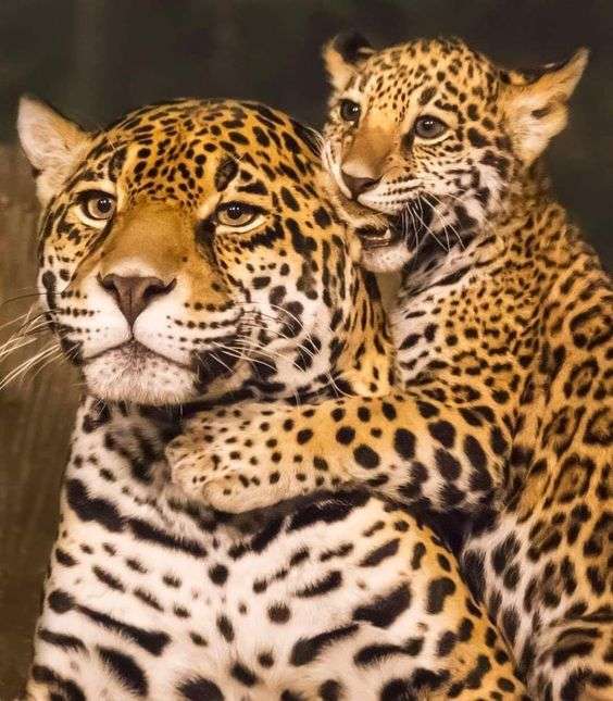動物親子の画像を貼るトピ