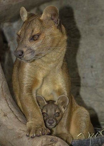動物親子の画像を貼るトピ