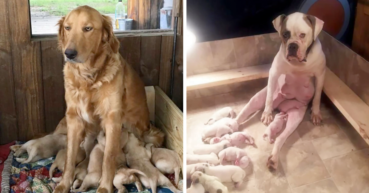 動物親子の画像を貼るトピ