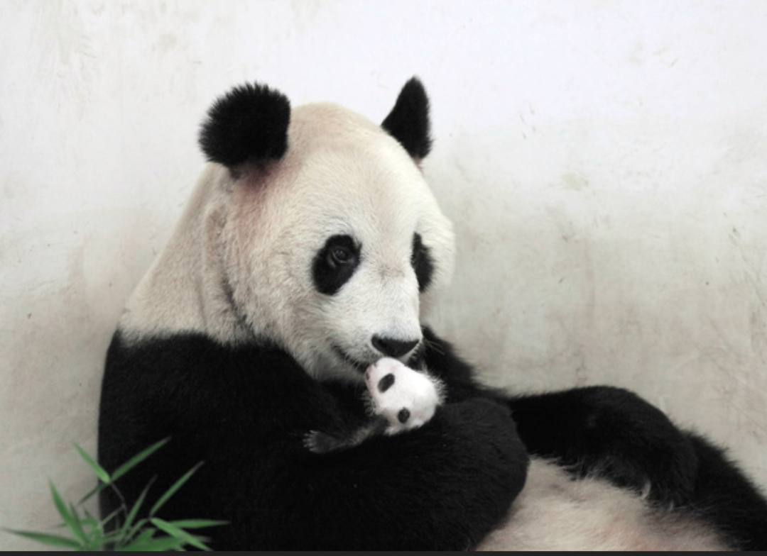 動物親子の画像を貼るトピ