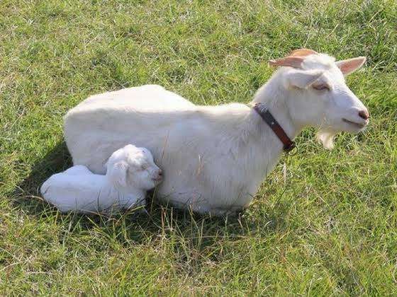 動物親子の画像を貼るトピ