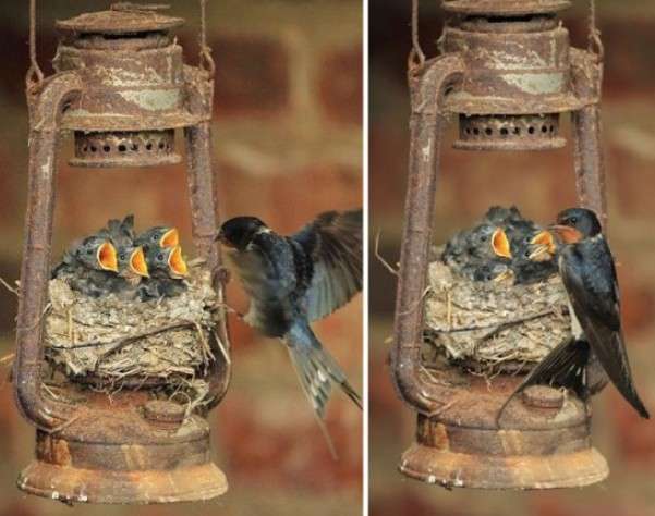動物親子の画像を貼るトピ