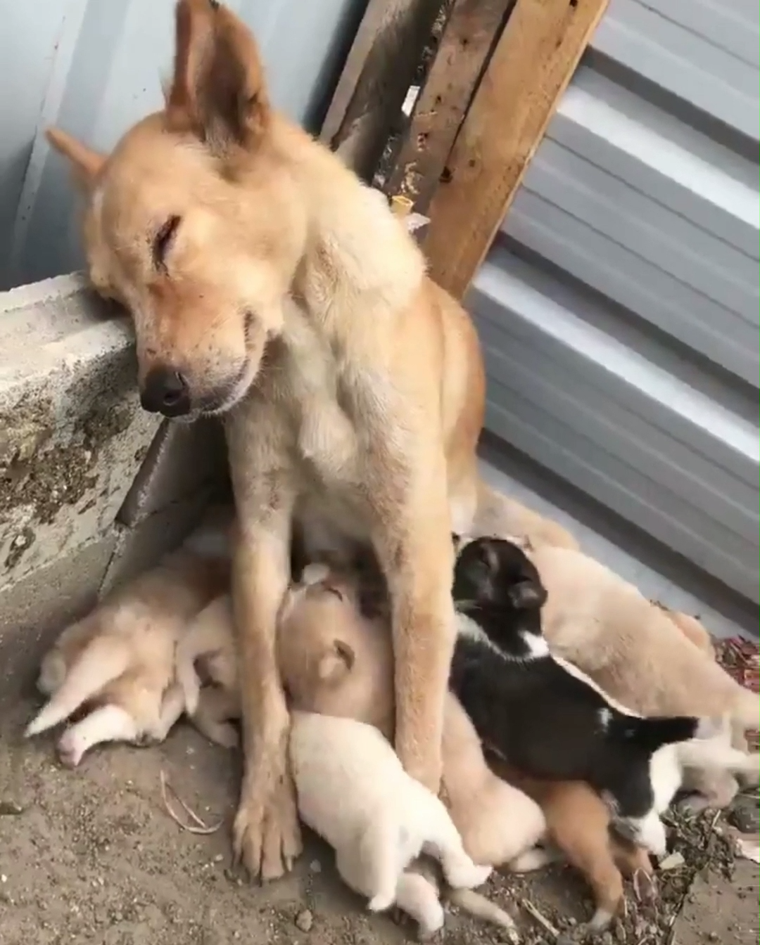 動物親子の画像を貼るトピ