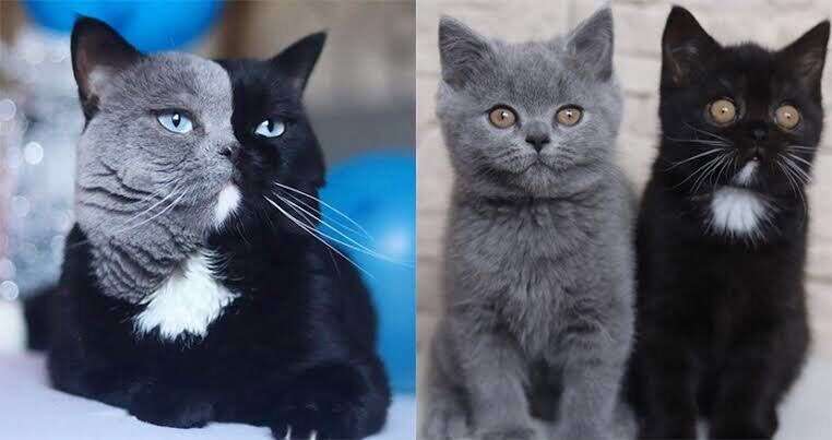 動物親子の画像を貼るトピ