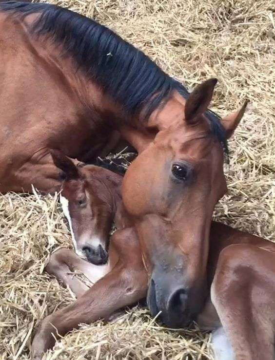 動物親子の画像を貼るトピ
